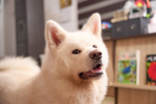 愛犬